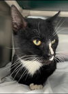 Mystery Sox - Visit at Lynchburg PetSmart