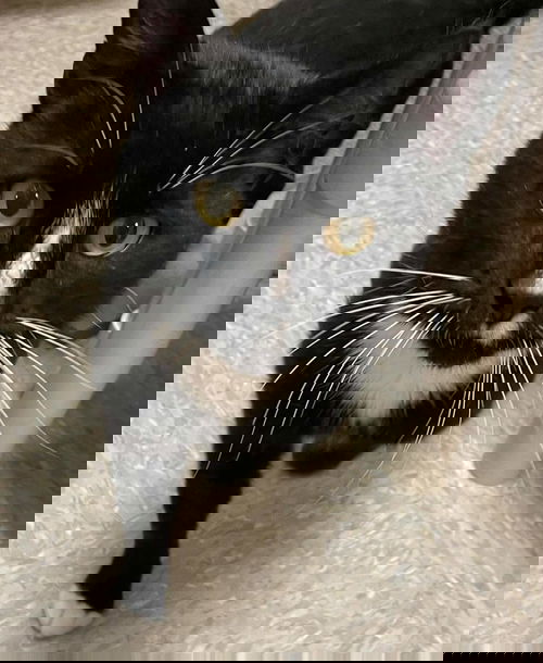 Mystery Sox - Visit at Lynchburg PetSmart
