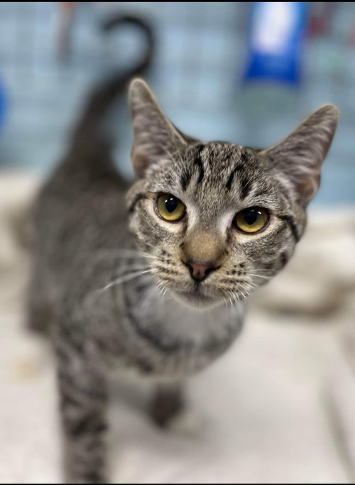 Dublin: visit at Lynchburg Petsmart
