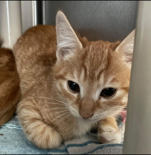 Luigi: Not At the Shelter