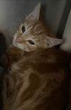 Mario: Visit at Petsmart in Lynchburg