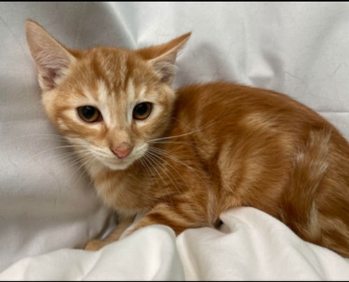 Mario: Visit at Petsmart in Lynchburg