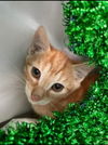 Mario: Visit at Petsmart in Lynchburg