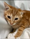 Mario: Visit at Petsmart in Lynchburg