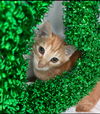Mario: Visit at Petsmart in Lynchburg