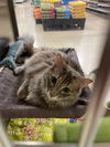 Taylor: Visit her at Petsmart in Lynchburg