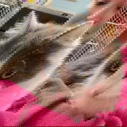 Elsa: Visit her at Petsmart in Lynchburg