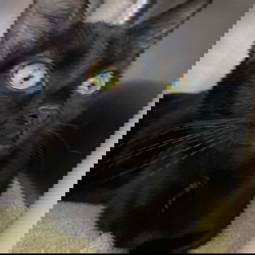 Mini Miss: Visit at Lynchburg PetSmart