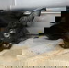 Mini Miss: Visit at Lynchburg PetSmart
