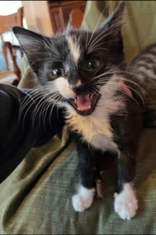 Skunk: Not at the Shelter