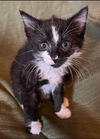 Skunk: Not at the Shelter