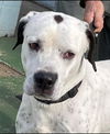 Snoopy: At the Shelter
