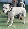 Snoopy: At the Shelter