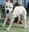 Snoopy: At the Shelter
