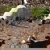 Snoopy: At the Shelter