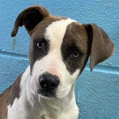 Constance: At the Shelter