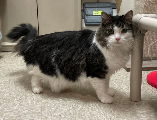Missy: Visit at Lynchburg PetSmart