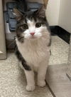 Missy: Visit at Lynchburg PetSmart