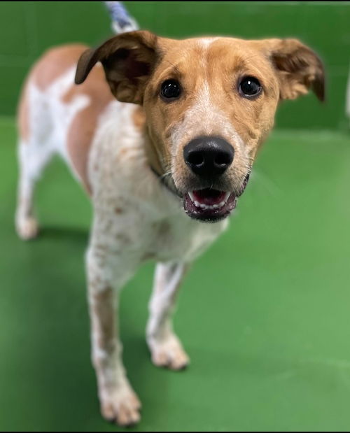 Cooper - At the Shelter