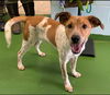 Cooper - At the Shelter