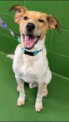 Cooper - At the Shelter