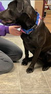 Chevy: at the Shelter