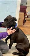 Chevy: at the Shelter