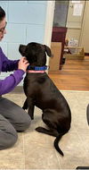 Chevy: at the Shelter
