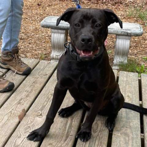 Chevy: at the Shelter