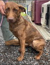 Juniper - At the Shelter