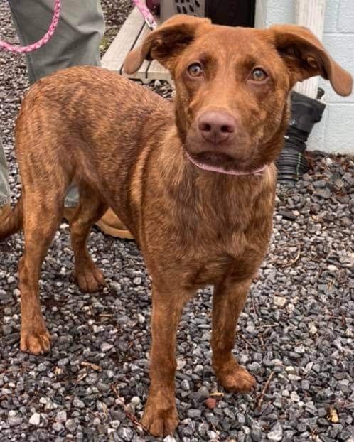 Juniper - At the Shelter
