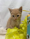Sonoma: At the Shelter