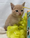 Sonoma: At the Shelter