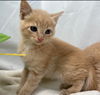 Sonoma: At the Shelter