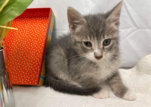 Lynx - At the Shelter