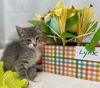 Lynx - At the Shelter