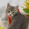 Lynx - At the Shelter