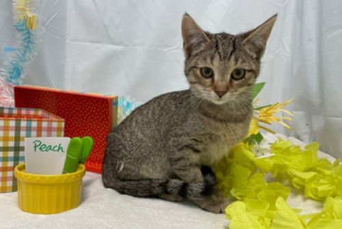 Peach:  Visit her at Petsmart, Lynchburg