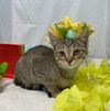 Peach:  Visit her at Petsmart, Lynchburg