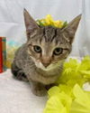 Peach:  Visit her at Petsmart, Lynchburg