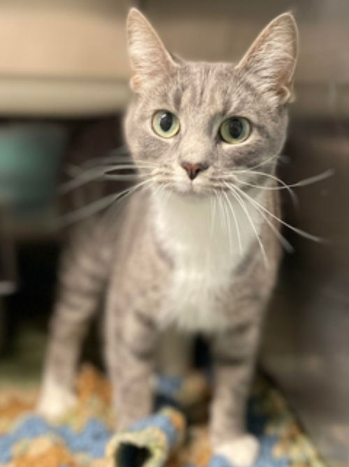 Lola Luna: Visit her at the shelter