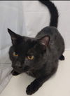 Aries: Not at the Shelter
