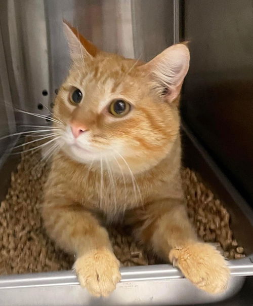 Dorito: Visit him at the shelter