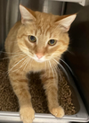 Dorito: Visit him at the shelter