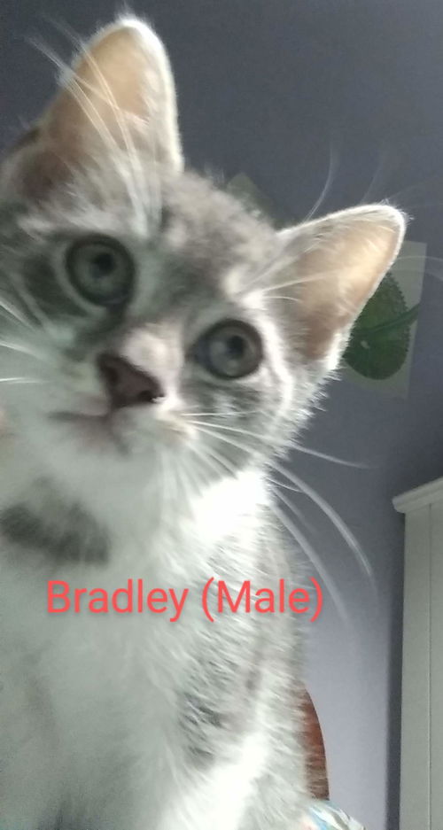 Bradley: Not at the shelter
