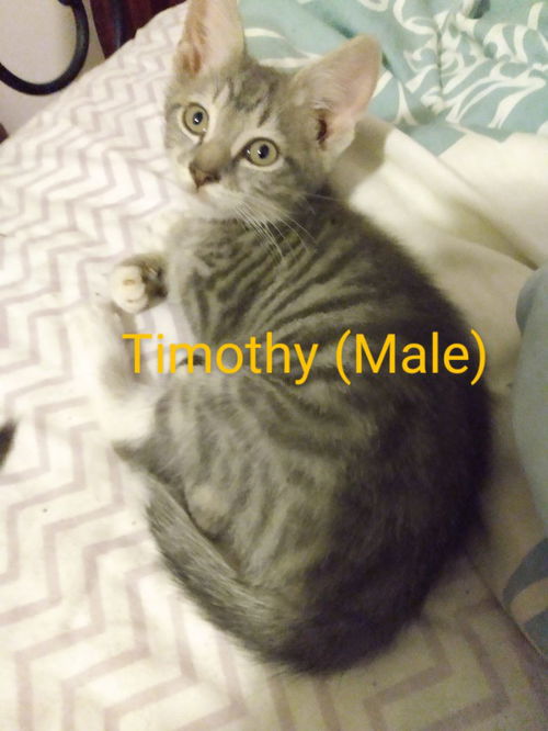 Timothy: Not at the shelter