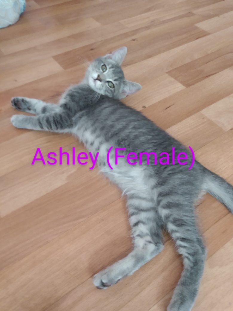 all gray tabby cat