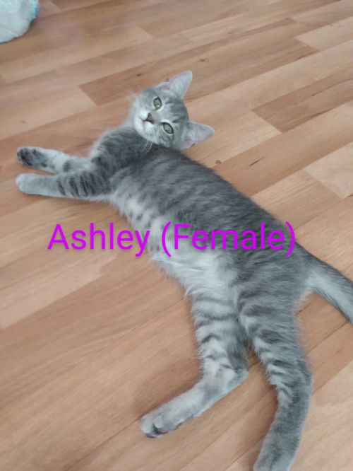 Ashley: not at the shelter
