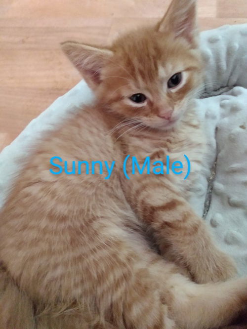 Sunny (Phantoms litter): not at the shelter