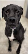 Kane: Not at the Shelter